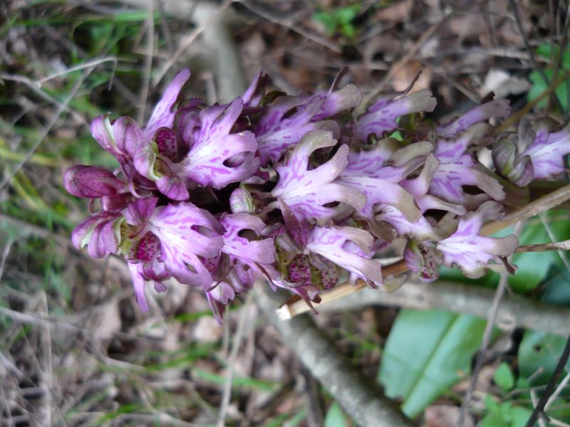 Himantoglossum robertianum (Barlia)